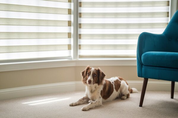 Pet-Friendly Blinds